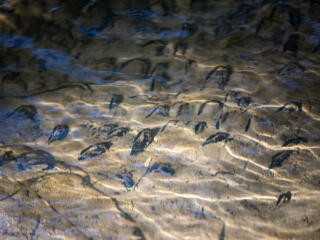 Western pearlshell mussel relocation at Wildboy Creek photo gallery