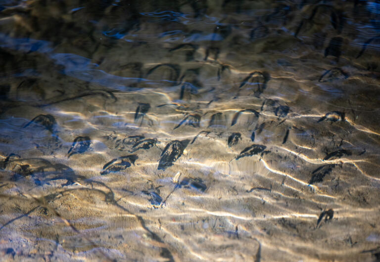 A bed of western pearlshell mussels sit along the bottom of Wildboy Creek on Thursday, Oct. 10, 2024, near the former site of Kwoneesum Dam. The native species were moved downstream to a temporary home before the dam was removed and are now being moved back further up Wildboy Creek.