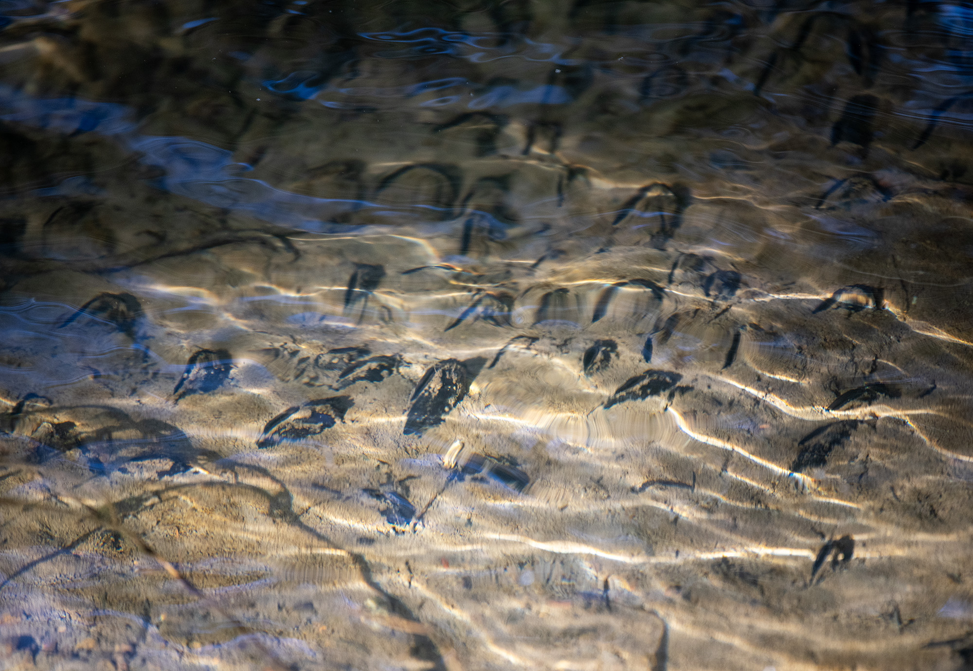 A bed of western pearlshell mussels sit along the bottom of Wildboy Creek on Thursday, Oct. 10, 2024, near the former site of Kwoneesum Dam. The native species were moved downstream to a temporary home before the dam was removed and are now being moved back further up Wildboy Creek.