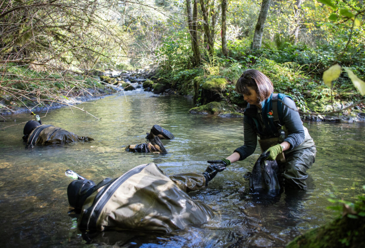 Cindy McCormack, with Columbia Land Trust, right, takes a handful of western pearlshell mussels from Sanoe Keliinoi, center, while David Cook, left, searches for others in the cold waters of Wildboy Creek on Thursday. The mussels were moved about a mile downstream from the Kwoneesum Dam site to a temporary home before the dam was removed this summer.