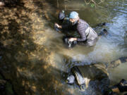 Columbia Land Trust staffers David Cook, from top Elizabeth Martin and Sanoe Keliinoi work to move western pearlshell mussels Thursday, Oct. 10, 2024, on Wildboy Creek near the former site of Kwoneesum Dam. The mussels were moved downstream to a temporary home before the dam was removed and are now being moved back further up Wildboy Creek.