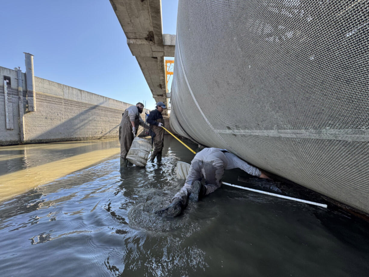 Yakama Nation Pacific Lamprey Project lead Ralph Lampman, right, reaches under the fish screen for a young lamprey as Kyal Shoulderblade, center, mans the electrofisher and Zachary Minthorn, left, stands ready to take it on Oct. 22 at the Wapato Irrigation Canal.