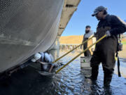 Yakama Nation Pacific Lamprey Project lead Ralph Lampman, left, reaches under the fish screen for a young lamprey as Kyal Shoulderblade, right, mans the electrofisher and Zachary Minthorn, center, stands ready to take it on Oct. 22 at the Wapato Irrigation Canal.