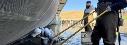 Yakama Nation Pacific Lamprey Project lead Ralph Lampman, left, reaches under the fish screen for a young lamprey as Kyal Shoulderblade, right, mans the electrofisher and Zachary Minthorn, center, stands ready to take it on Oct. 22 at the Wapato Irrigation Canal.