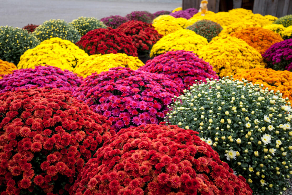 When shopping for mums, you may see them labeled as garden, perennial, gift or florist mums. All these different names for plants that basically look alike can be confusing. The answer lies in their response to day length, hardiness and use.