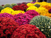 When shopping for mums, you may see them labeled as garden, perennial, gift or florist mums. All these different names for plants that basically look alike can be confusing. The answer lies in their response to day length, hardiness and use.