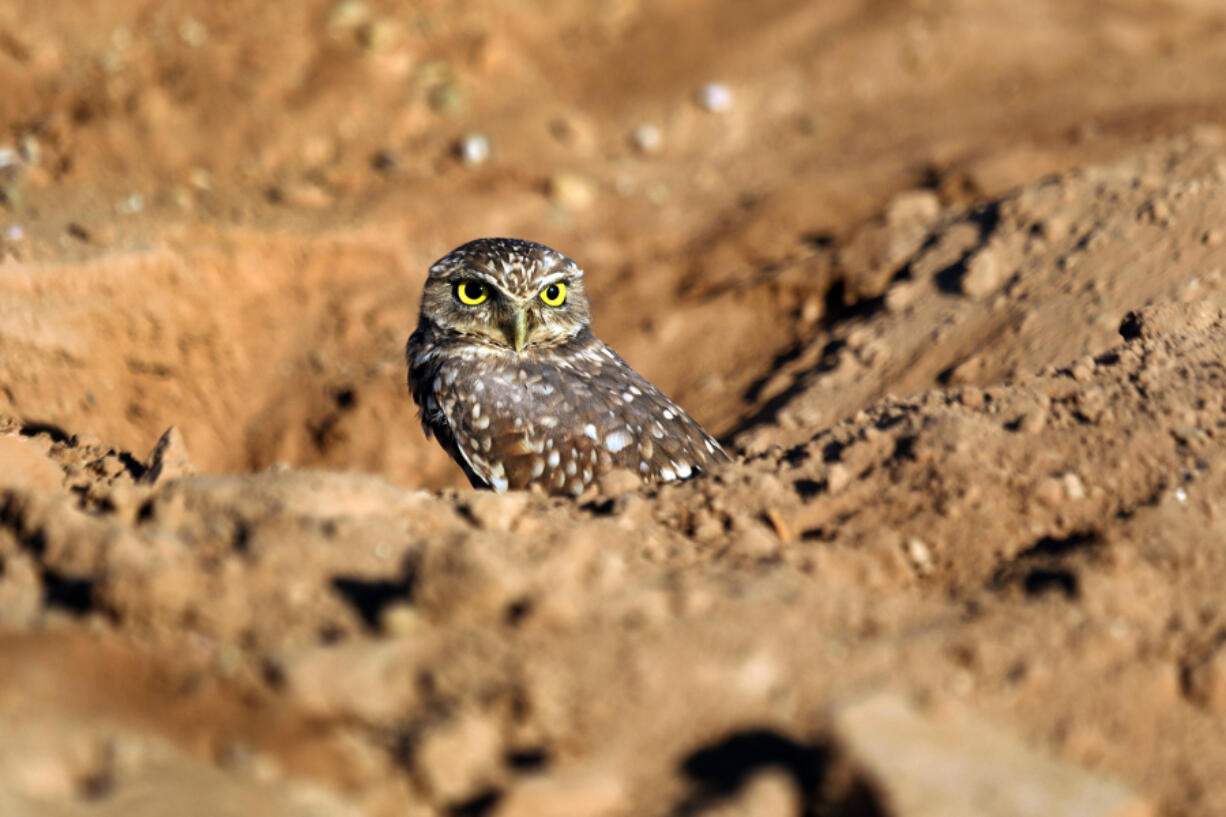 The burrowing owl stands just 7 to 10 inches high and is the only owl species to nest underground.