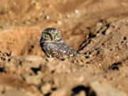 The burrowing owl stands just 7 to 10 inches high and is the only owl species to nest underground.