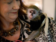 Brenna, a vervet monkey, sits on owner Donna Greenough Cantalupo&rsquo;s shoulder.