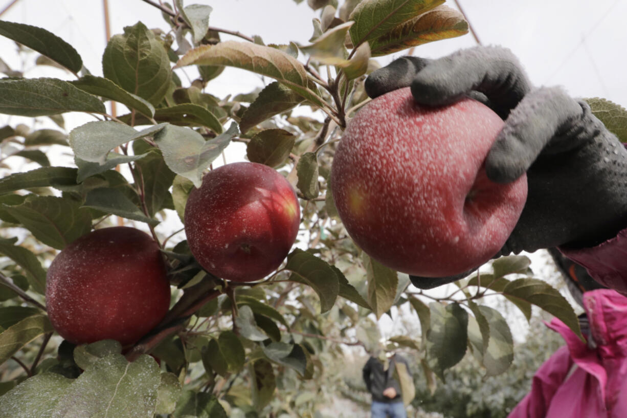 In this photo taken Tuesday, Oct. 15, 2019, a Cosmic Crisp apple, partially coated with a white kaolin clay to protect it from sunburn, is picked at an orchard in Wapato, Wash. The Cosmic Crisp, a new variety and the first-ever bred in Washington state, will be available beginning Dec. 1 and is expected to be a game changer in the apple industry. Already, growers have planted 12 million Cosmic Crisp apple trees, a sign of confidence in the new variety.