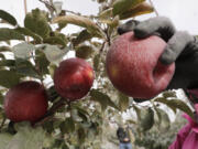 In this photo taken Tuesday, Oct. 15, 2019, a Cosmic Crisp apple, partially coated with a white kaolin clay to protect it from sunburn, is picked at an orchard in Wapato, Wash. The Cosmic Crisp, a new variety and the first-ever bred in Washington state, will be available beginning Dec. 1 and is expected to be a game changer in the apple industry. Already, growers have planted 12 million Cosmic Crisp apple trees, a sign of confidence in the new variety.