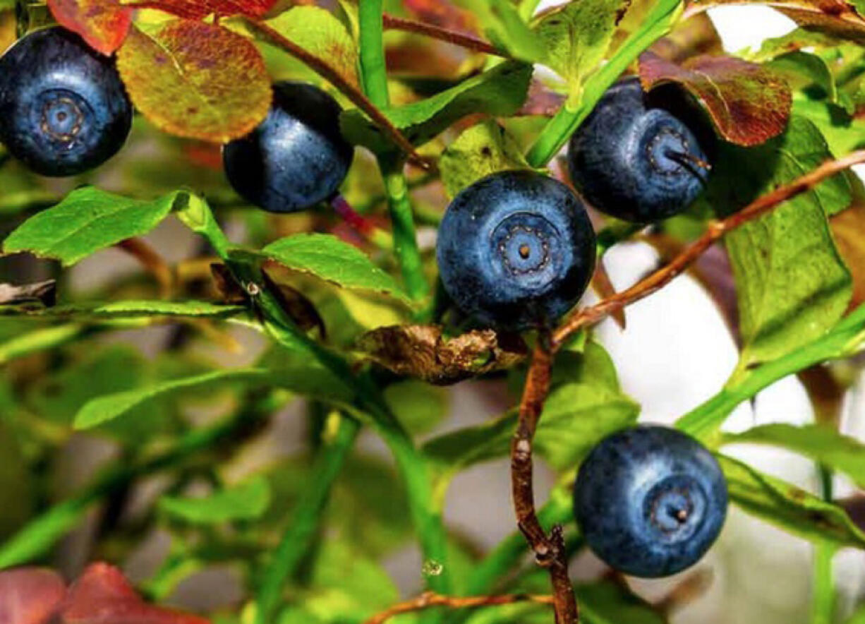 The U.S. Forest Service requires those hunting for wild huckleberries to obtain a free permit online.