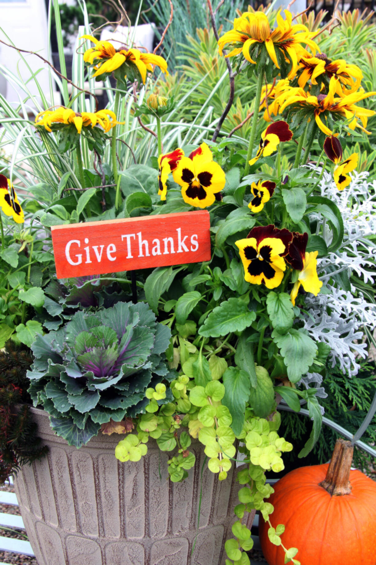 You will find these cool-weather favorites at your local garden center. Pansies thrive in the cooler temperatures of fall and during mild winters when your summer annuals fade or succumb to frost.