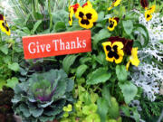 You will find these cool-weather favorites at your local garden center. Pansies thrive in the cooler temperatures of fall and during mild winters when your summer annuals fade or succumb to frost.