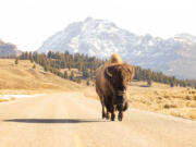 A lone bull bison walks in the road in Lamar Valley in Yellowstone National Park. A new Instagram filter is designed to help visitors gauge how close they are to wildlife through their camera lenses. (Jacob W.