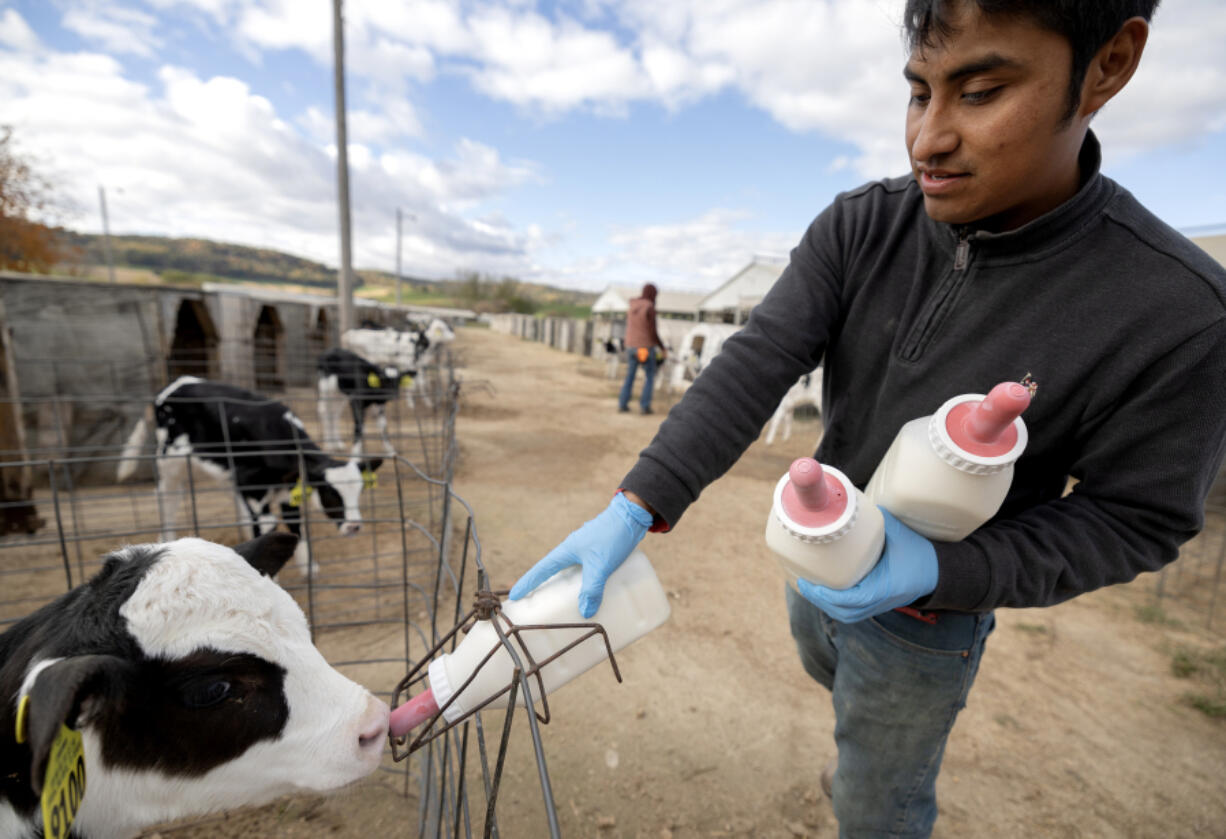 Hermenegildo, 29, feeds calves at Rosenholm Dairy in Cochrane, Wisconsin, on Monday, Oct. 14, 2024. Hermenegildo has worked there for three years.