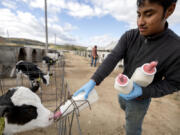 Hermenegildo, 29, feeds calves at Rosenholm Dairy in Cochrane, Wisconsin, on Monday, Oct. 14, 2024. Hermenegildo has worked there for three years.