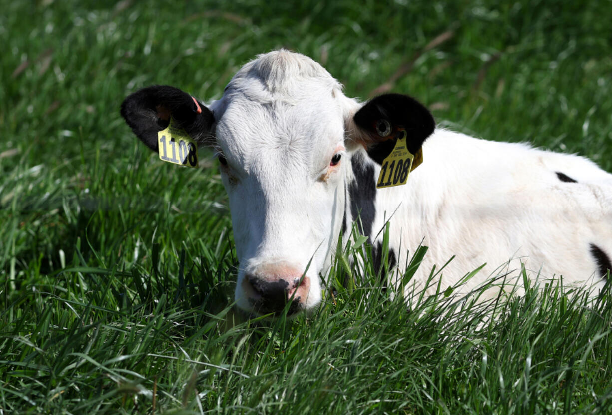 A cow grazes in a field at a dairy farm on April 26, 2024, in Petaluma, California.