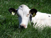 A cow grazes in a field at a dairy farm on April 26, 2024, in Petaluma, California.