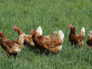 Washington state health officials are investigating after four agricultural workers tested presumptively positive for bird flu, marking the first presumed human cases in the state, the Washington State Department of Health announced Sunday. (AP Photo/Ted S.