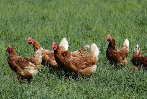 Washington state health officials are investigating after four agricultural workers tested presumptively positive for bird flu, marking the first presumed human cases in the state, the Washington State Department of Health announced Sunday. (AP Photo/Ted S.