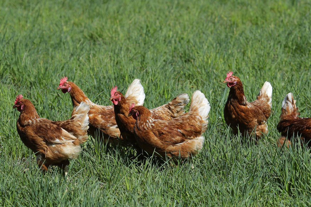 Washington state health officials are investigating after four agricultural workers tested presumptively positive for bird flu, marking the first presumed human cases in the state, the Washington State Department of Health announced Sunday. (AP Photo/Ted S.