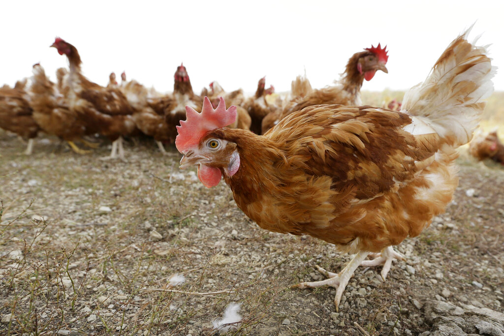 FILE - In this Oct. 21, 2015, file photo, cage-free chickens walk in a fenced pasture at an organic farm near Waukon, Iowa. Some farmers are wondering if it's OK that eggs sold as free-range come from chickens being kept inside. It's a question that arises lately as farmers try to be open about their product while also protecting chickens from a highly infectious bird flu that has killed roughly 28 million poultry across the country.