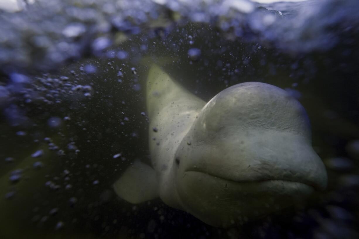 A beluga whale swims behind a boat through the Churchill River, Monday, Aug. 5, 2024, near Churchill, Manitoba. (AP Photo/Joshua A.