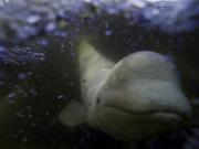 A beluga whale swims behind a boat through the Churchill River, Monday, Aug. 5, 2024, near Churchill, Manitoba. (AP Photo/Joshua A.