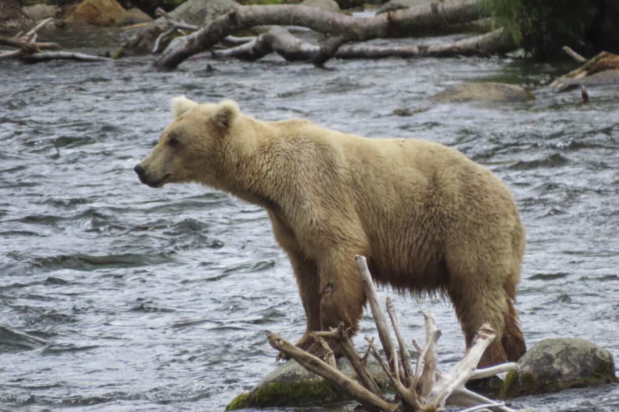 This image provided by the National Park Service shows bear bear 128 Grazer at Katmai National Park in Alaska on July 12, 2024. (T.