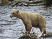 This image provided by the National Park Service shows bear bear 128 Grazer at Katmai National Park in Alaska on July 12, 2024. (T.