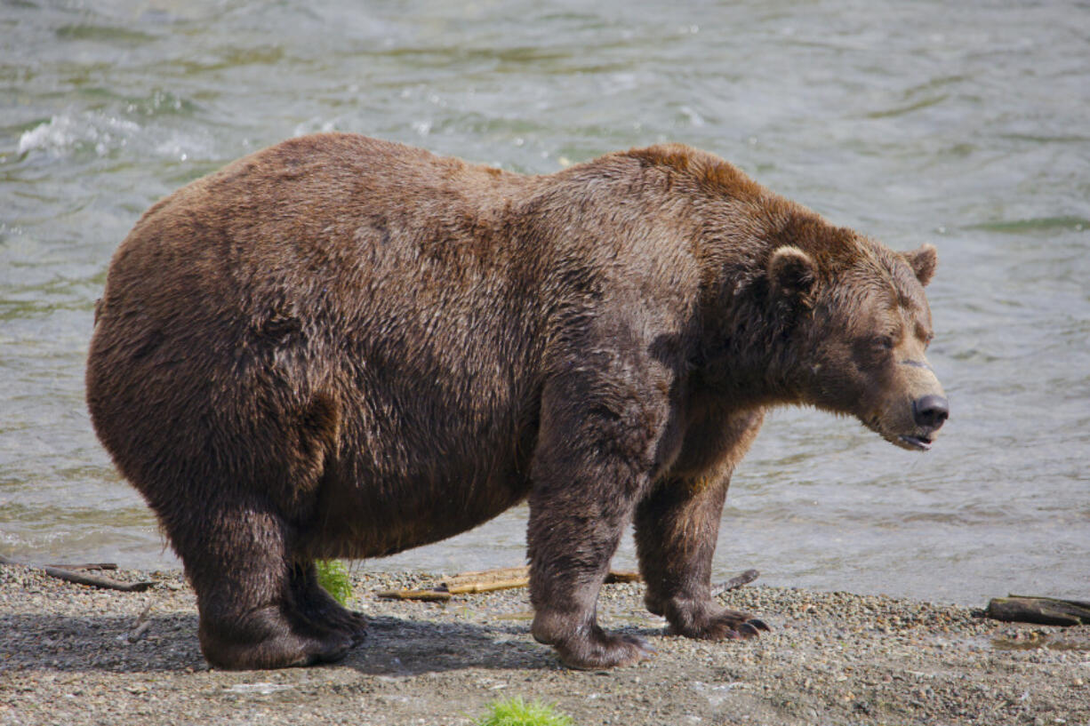 This image provided by the National Park Service shows bear 32 Chunk at Katmai National Park in Alaska on Sept. 19, 2024. (E.