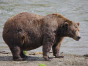 This image provided by the National Park Service shows bear 32 Chunk at Katmai National Park in Alaska on Sept. 19, 2024. (E.