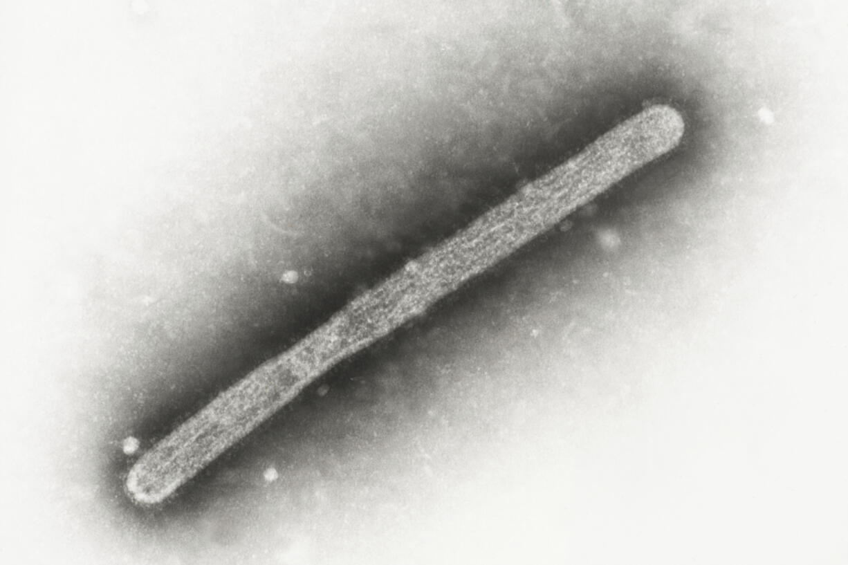 FILE - This 2005 electron microscope image shows an avian influenza A H5N1 virion.