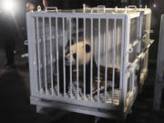 In this image taken from video and released by China&rsquo;s National Forestry and Grassland Administration, female giant panda Qing Bao is prepared for transport from the Dujiangyan Base of the China Conservation and Research Center for the Giant Panda in southwestern China&rsquo;s Sichuan province on Monday, Oct. 14, 2024.