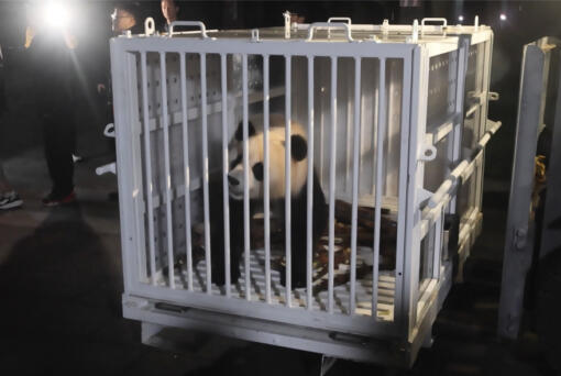 In this image taken from video and released by China&rsquo;s National Forestry and Grassland Administration, female giant panda Qing Bao is prepared for transport from the Dujiangyan Base of the China Conservation and Research Center for the Giant Panda in southwestern China&rsquo;s Sichuan province on Monday, Oct. 14, 2024.