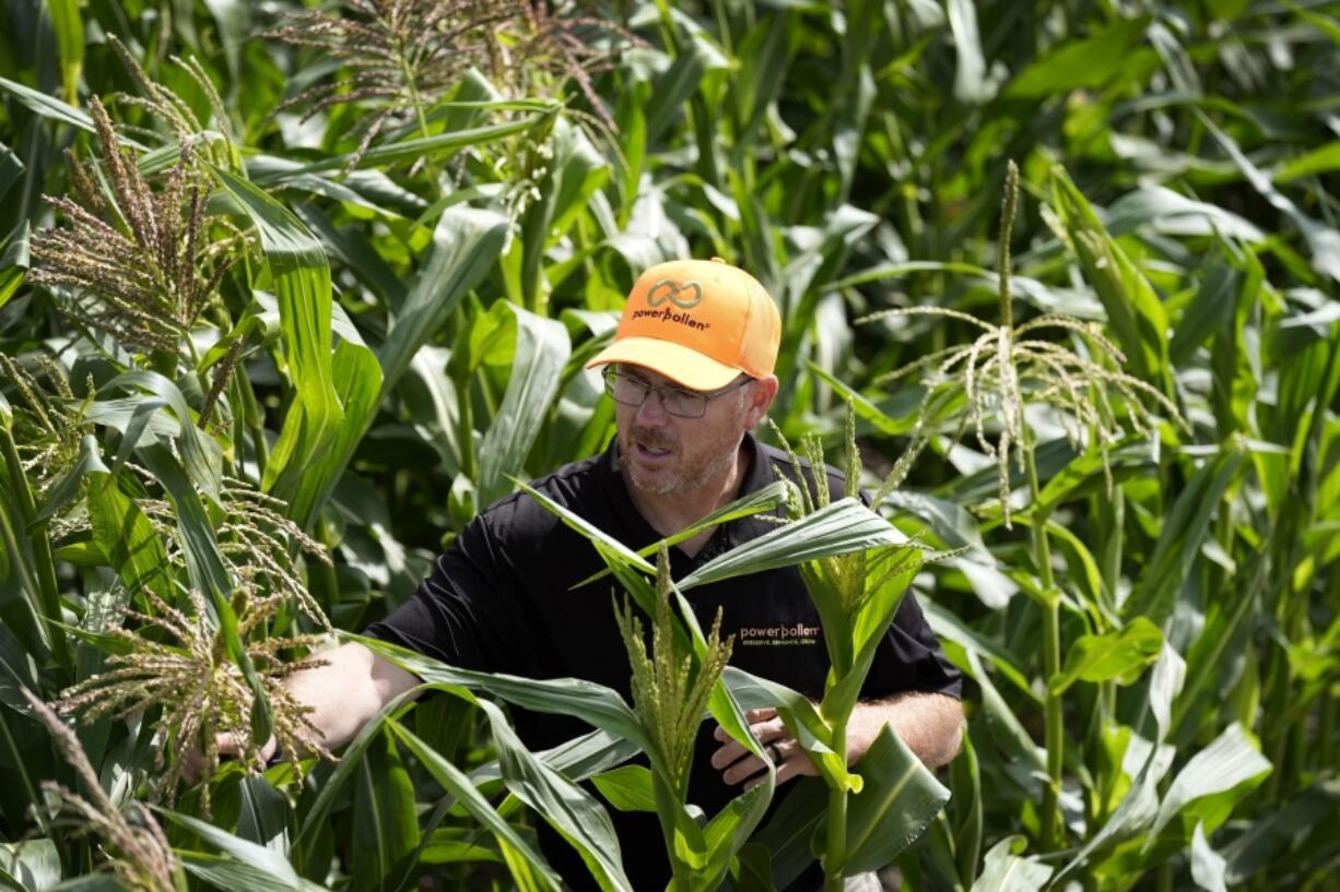 PowerPollen head of engineering Jason Kelsick walks through a row of corn in a field, Thursday, Aug. 22, 2024, near Ames, Iowa.