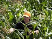 PowerPollen head of engineering Jason Kelsick walks through a row of corn in a field, Thursday, Aug. 22, 2024, near Ames, Iowa.