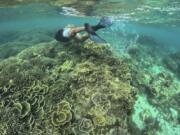 A man swims Jan. 24 along coral reefs off Verde Island, Batangas province, Philippines.