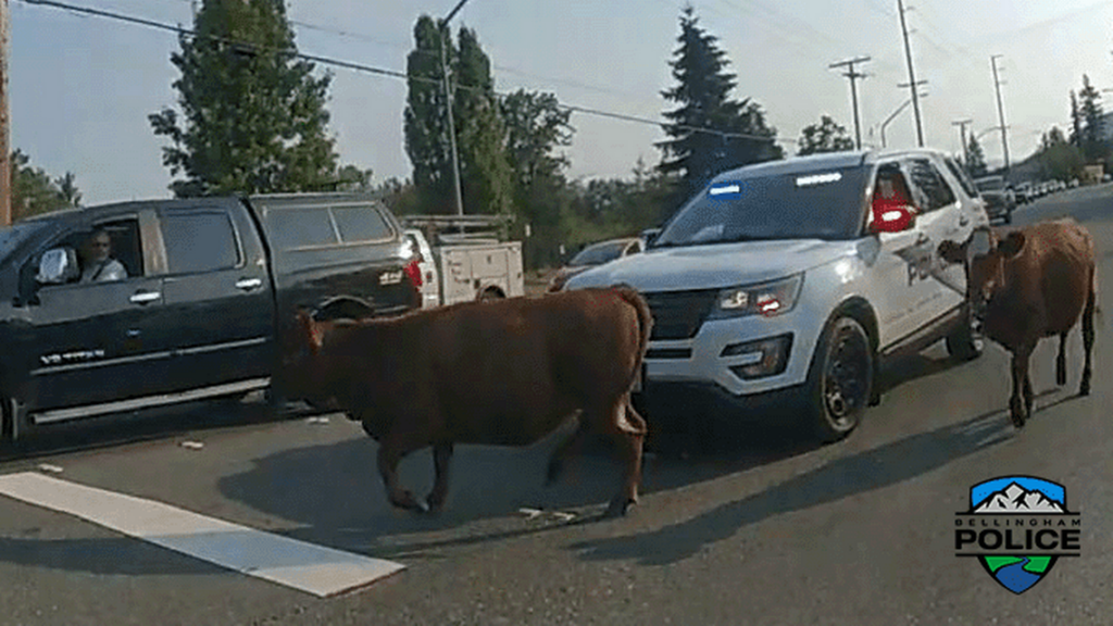 Two cows disrupted traffic Saturday, Aug. 10 after escaping from a trailer in Bellingham.