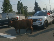 Two cows disrupted traffic Saturday, Aug. 10 after escaping from a trailer in Bellingham.