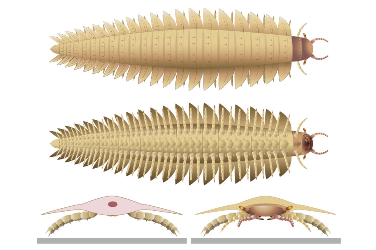 This illustration depicts a juvenile Arthropleura insect reconstructed using fossils discovered in Montceau-les-Mines, France.