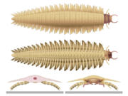 This illustration depicts a juvenile Arthropleura insect reconstructed using fossils discovered in Montceau-les-Mines, France.