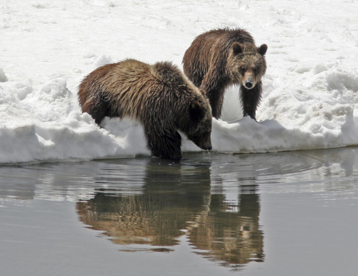 This photo provided by Grand Teton National Park shows Grizzly bear No. 399 and her cub in 2008. (G.