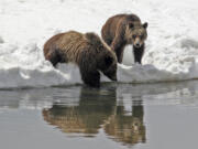 This photo provided by Grand Teton National Park shows Grizzly bear No. 399 and her cub in 2008. (G.