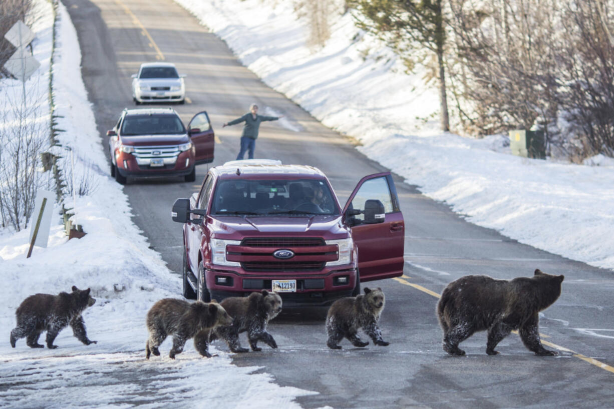 FILE - Grizzly bear No. 399 and her four cubs cross a road as Cindy Campbell stops traffic in Jackson Hole, Wyo., on Nov. 17, 2020.