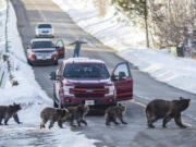 FILE - Grizzly bear No. 399 and her four cubs cross a road as Cindy Campbell stops traffic in Jackson Hole, Wyo., on Nov. 17, 2020.