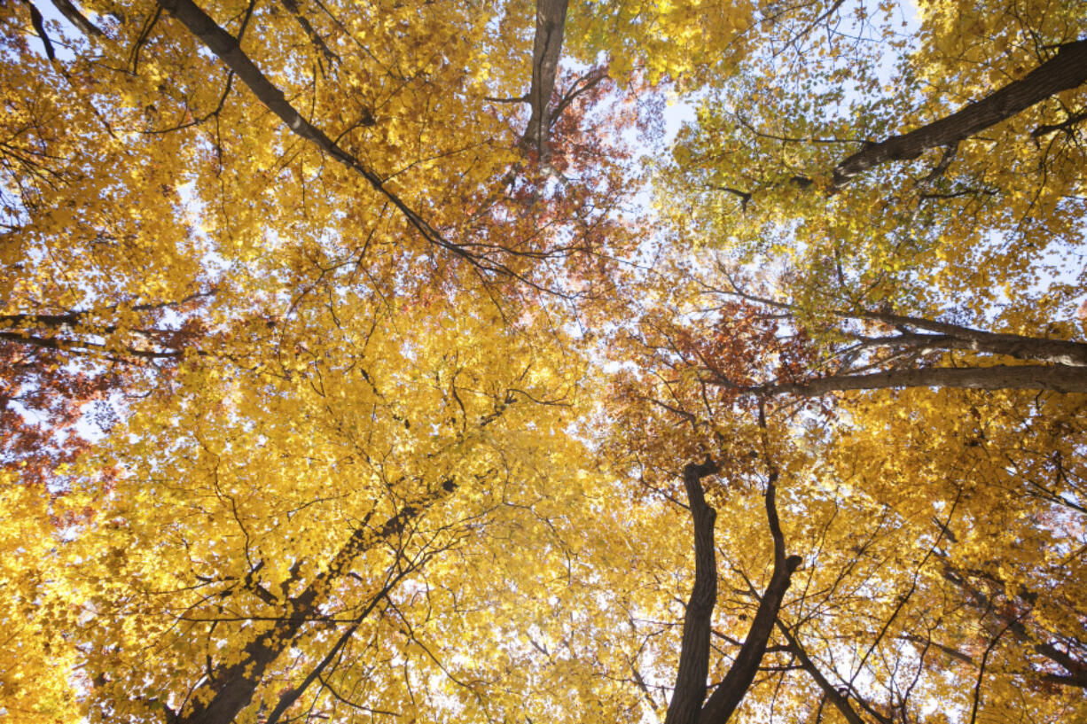 This October 2014 image provided by The Morton Arboretum shows the colorful foliage of a sugar maple tree at the arboretum in Lisle, Ill. As the season progress, the tree&rsquo;s leaves progress from green to yellow to orange and, ultimately, brilliant red before dropping.