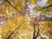 This October 2014 image provided by The Morton Arboretum shows the colorful foliage of a sugar maple tree at the arboretum in Lisle, Ill. As the season progress, the tree&rsquo;s leaves progress from green to yellow to orange and, ultimately, brilliant red before dropping.