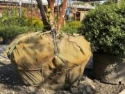 The balled-and-burlapped roots of a crape myrtle tree on display at Giordano&rsquo;s Garden &amp; Gifts in Sea Cliff, N.Y.